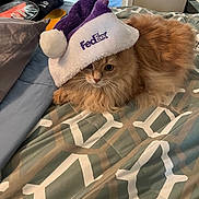 Simba The Orange Cat joined the competition — help win amazing prizes! cat, orange_cat, fluffy_cat, bed, blanket, patterned_blanket, fedex_hat, purple_hat, white_hat, santa_hat, indoor, pet, animal, feline, cute, relaxed, fur, whiskers, lying_down, cozy