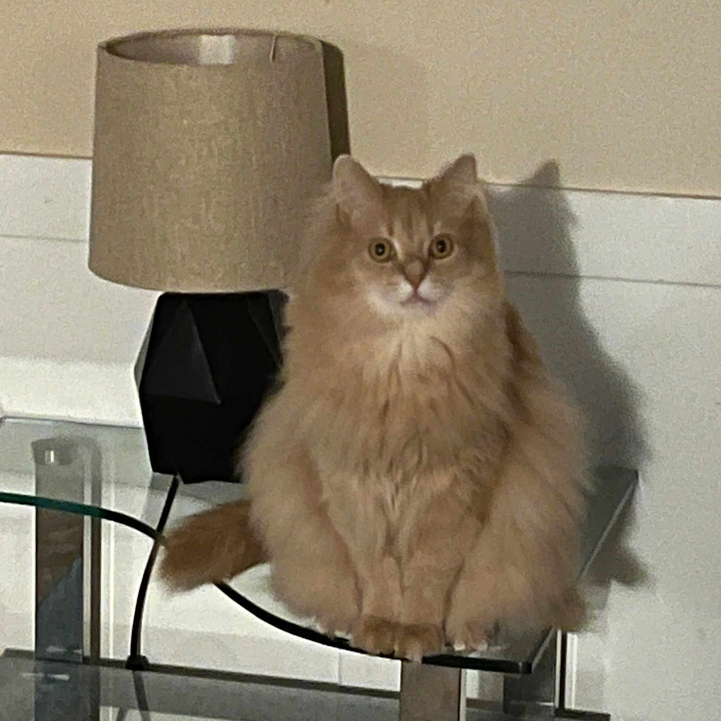 Simba The Orange Cat joined the competition — help win amazing prizes! animal, calm, cat, cozy, curious_eyes, decor, domestic_cat, feline, fluffy, fur, glass_shelf, home, indoor, lamp, looking_at_camera, orange_cat, pet, shadow, sitting, table