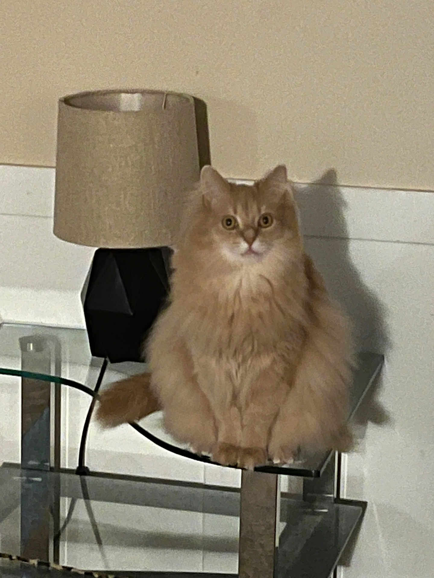 Simba The Orange Cat joined the competition — help win amazing prizes! cat, orange_cat, fluffy, sitting, glass_shelf, lamp, indoor, shadow, curious_eyes, feline, pet, home, fur, animal, domestic_cat, looking_at_camera, table, decor, calm, cozy
