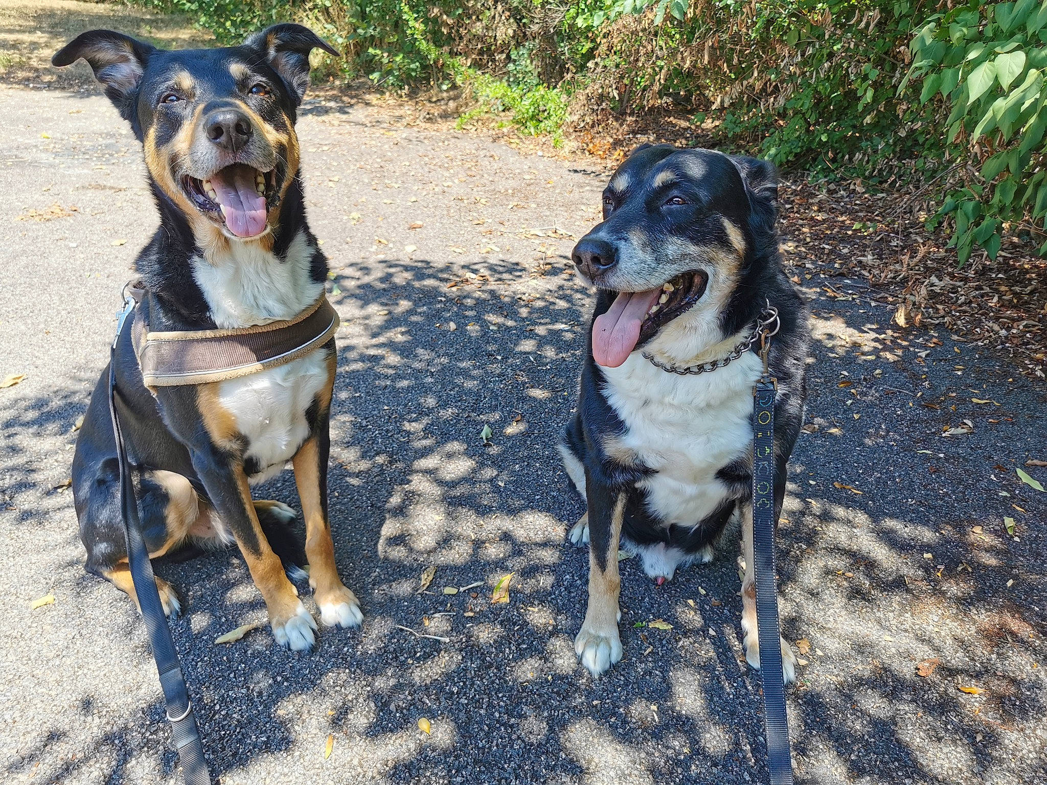 Kilou Et Vadim participe au concours pour gagner de l'argent avec cette photo : australian_cattle_dog, canidae, carnivore, catahoula_bulldog, dog, dog_breed, herding_dog, koolie, louisiana_catahoula_leopard_dog, mammal, sporting_group, vertebrate, working_dog