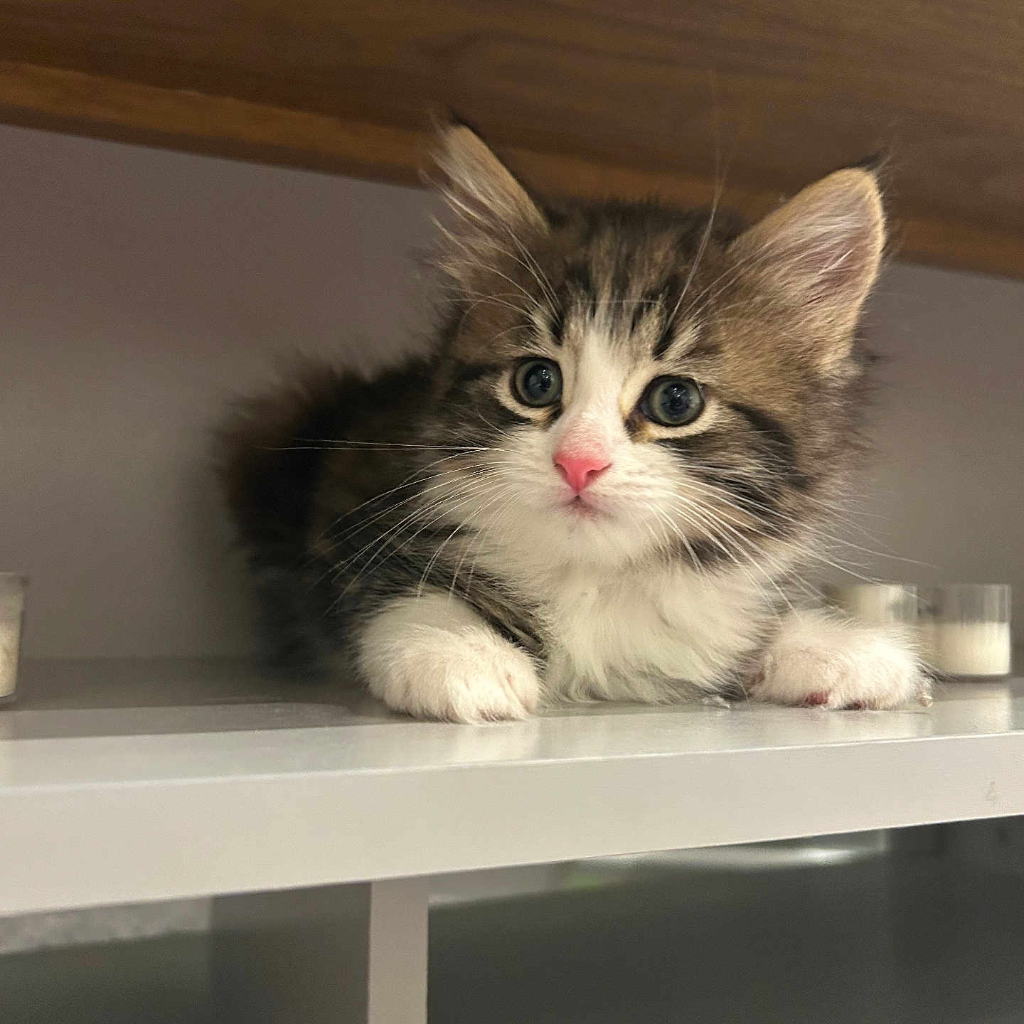 Nova-Jeanie is registered to the contest to win money with this photo: adorable, animal, cat, curious, cute, domestic_animal, feline, fluffy, fur, indoor, kitten, mammal, paws, pet, pink_nose, resting, shelf, small, whiskers, young