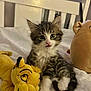 Simba, bed, cat, curious, cute, ears, feline, fur, indoor, kitten, paw, pet, plush_toy, resting, soft_toy, stuffed_animal, tabby, whiskers, white_bedspread, young_cat