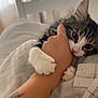 Nova-Jeanie joined the competition — help win amazing prizes! cat, kitten, paw, hand, bite, tattoo, bed, blanket, indoor, pet, cute, feline, fur, white_paw, striped_cat, cozy, playful, closeup, comfort, resting