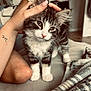 kitten, cat, tabby, white_paws, hand, manicure, nail_art, blanket, cozy, indoor, soft_light, fur, pet, animal, cute, closeup, relaxing, home, comfort, feline