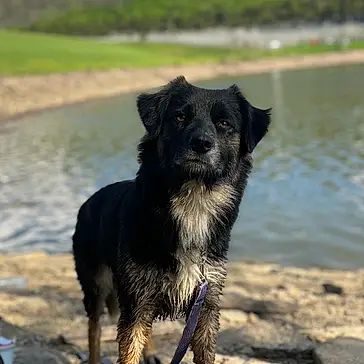Ashes is registered to the contest to win money with this photo: accessories, animal, beach, canine, coast, cockerspaniel, dog, germanshepherd, nature, outdoors, pet, puppy, sea, shoreline, soil, strap, summer, terrier, water, wood