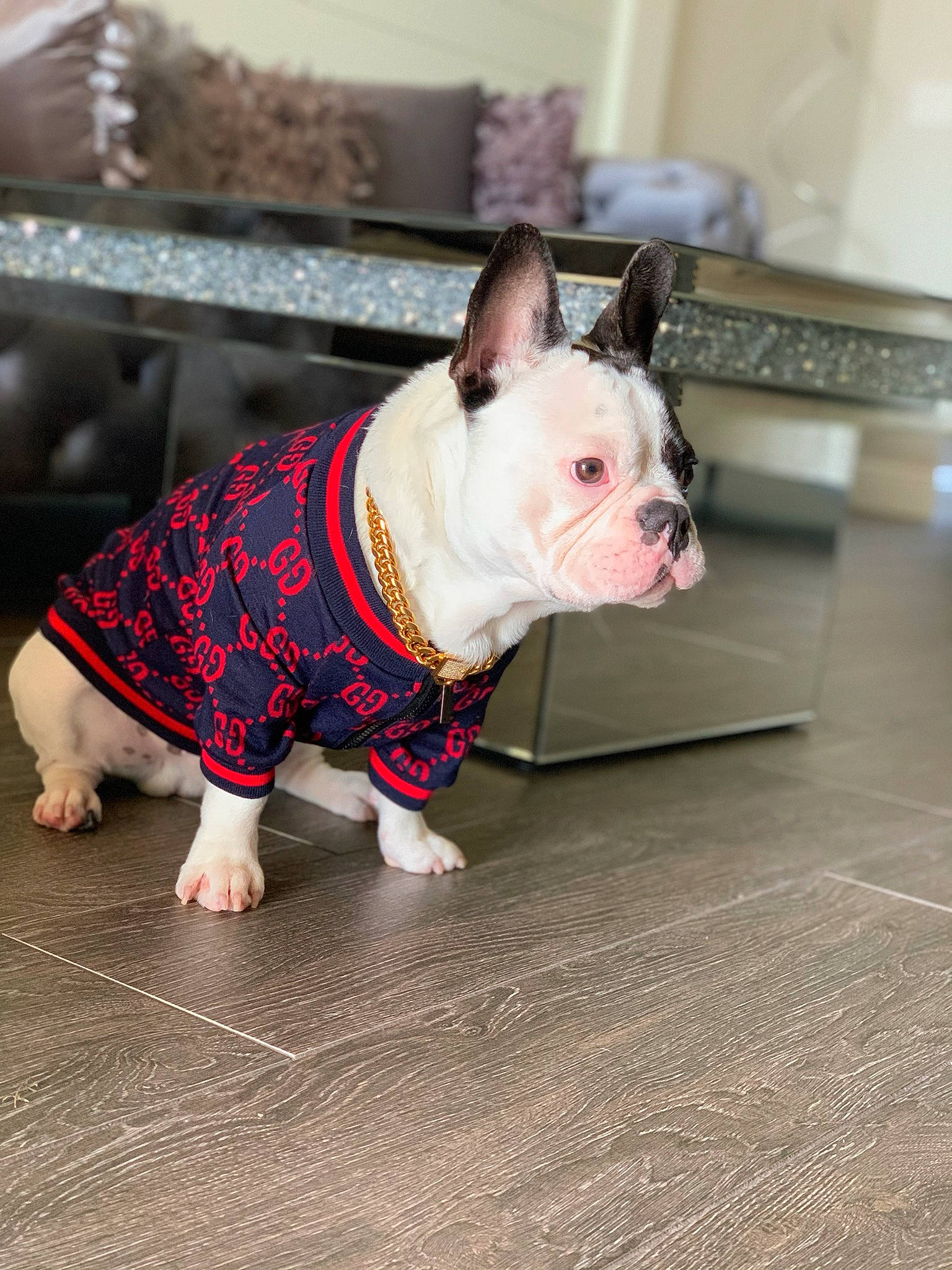 Hook is registered to the contest to win money with this photo: bulldog, canidae, carnivore, companion_dog, dog, dog_breed, dog_clothes, dog_supply, fashion_accessory, fawn, fur, pet_supply, pink, sleeve, snout, sporting_group, terrestrial_animal, toy_dog, whiskers, working_animal