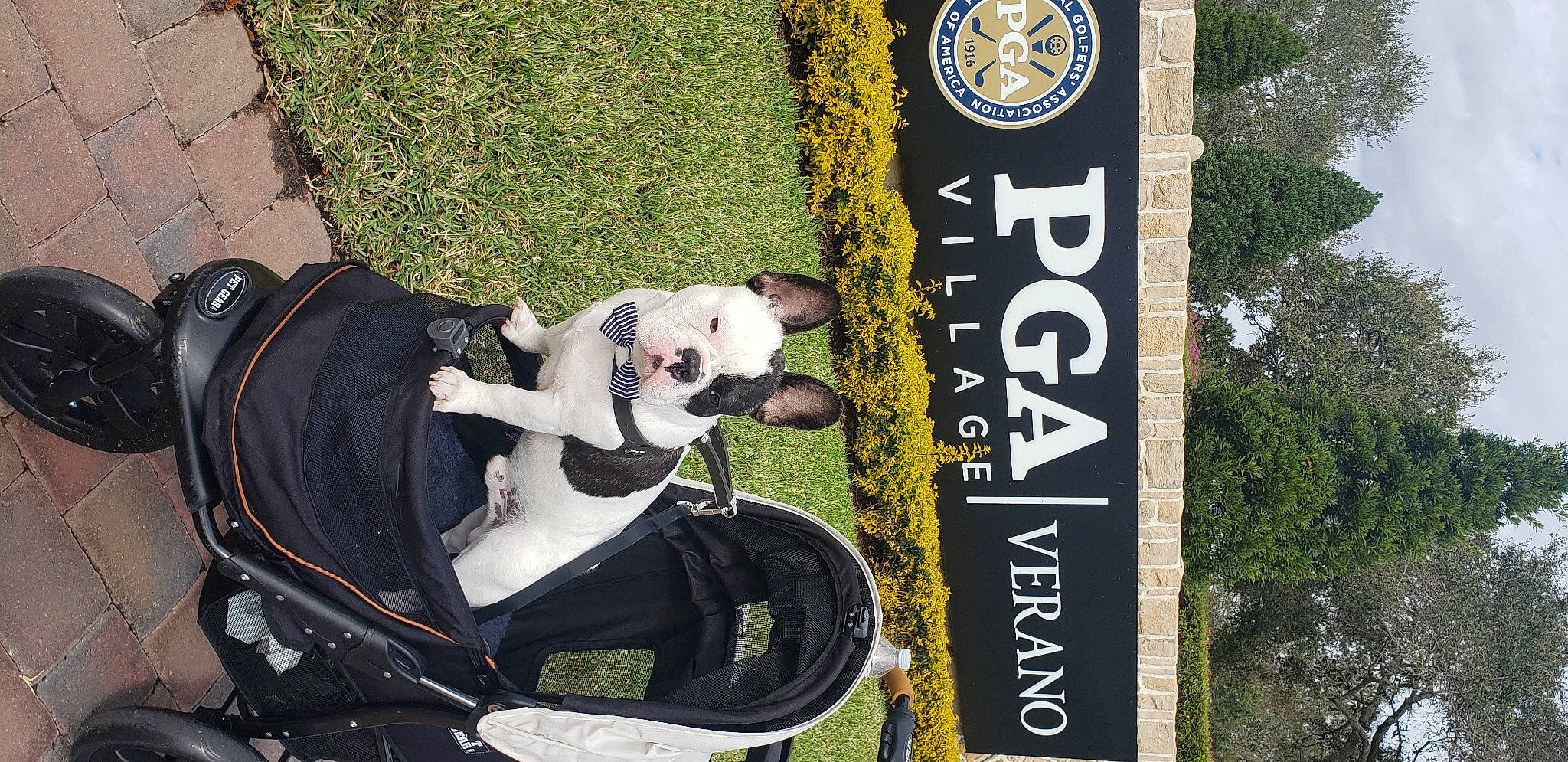 Hook joined the competition — help win amazing prizes! advertising, art, auto_part, automotive_exterior, automotive_wheel_system, canidae, carmine, carnivore, companion_dog, dog, dog_breed, fashion_accessory, grass, green, leisure, motor_vehicle, photo_caption, recreation, sporting_group, tree