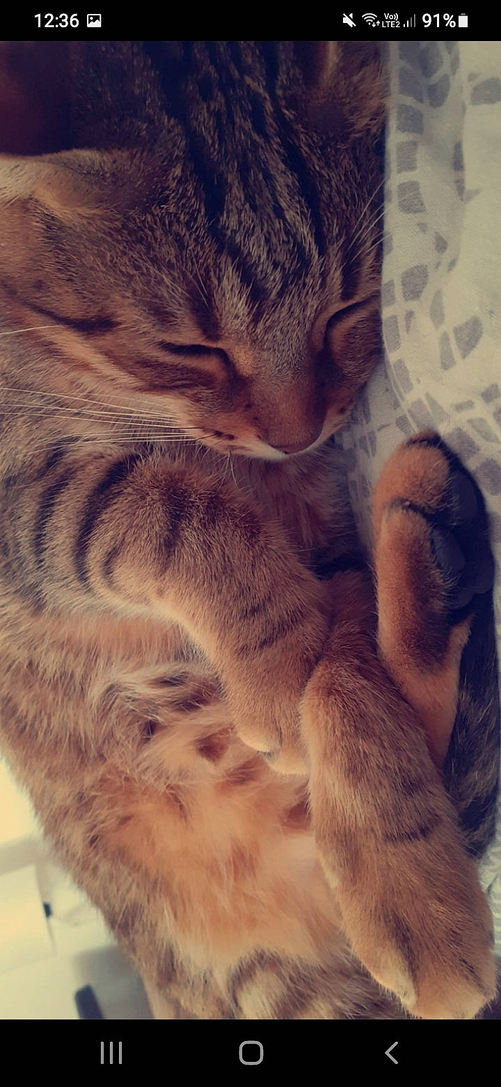 Loli a rejoint le concours — aidez-le/la à gagner de superbes lots ! beauty, carnivore, cat, claw, close_up, cloud, comfort, domestic_short_haired_cat, ear, fawn, felidae, fur, meteorological_phenomenon, nap, paw, small_to_medium_sized_cats, snout, tail, terrestrial_animal, whiskers