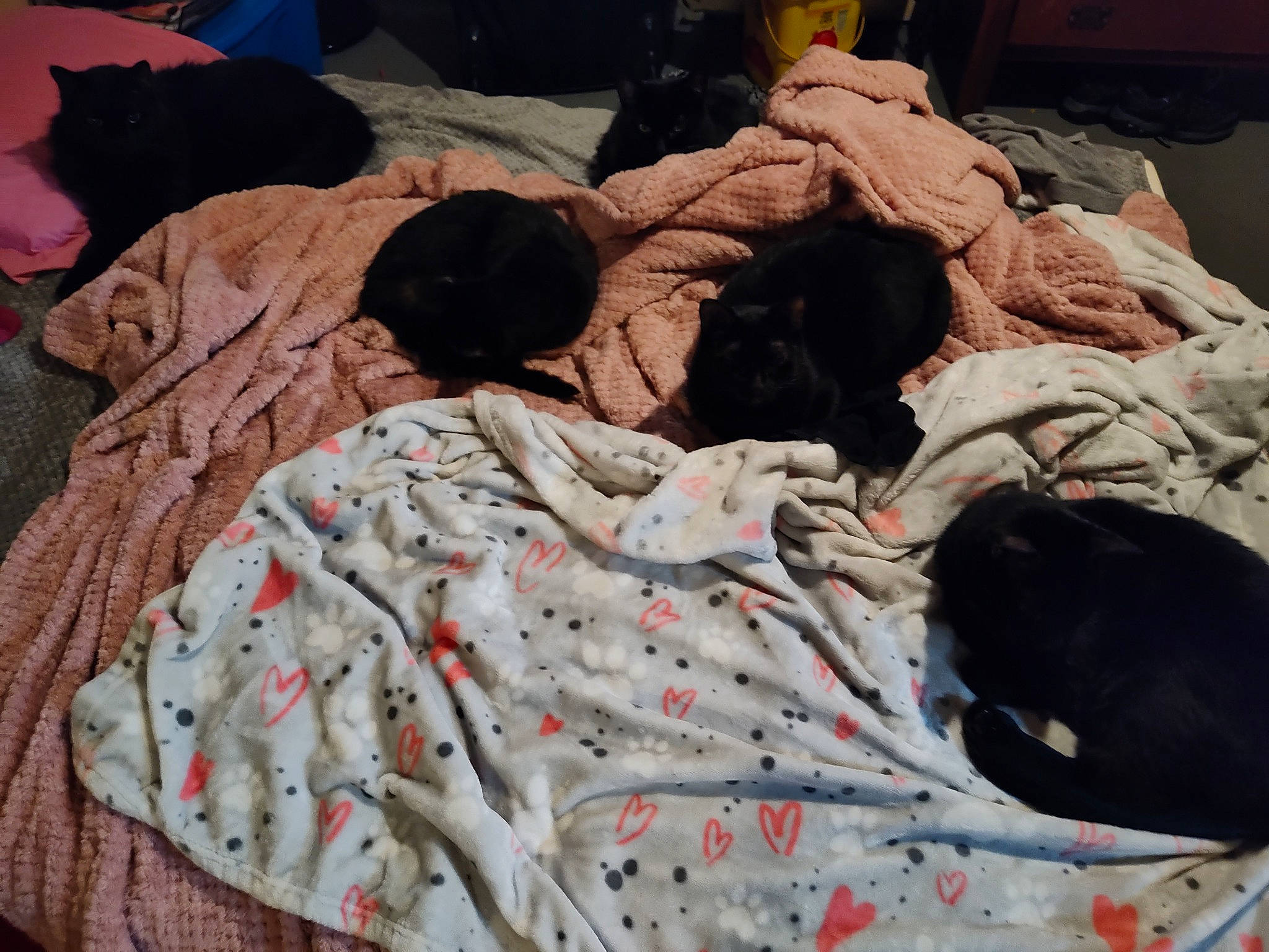 Marty joined the competition — help win amazing prizes! bag, bed, bed_sheet, bedding, bedroom, blanket, carmine, comfort, fur, linens, luggage_and_bags, nap, pattern, rock, room, sleep, t_shirt, textile, thread, wool