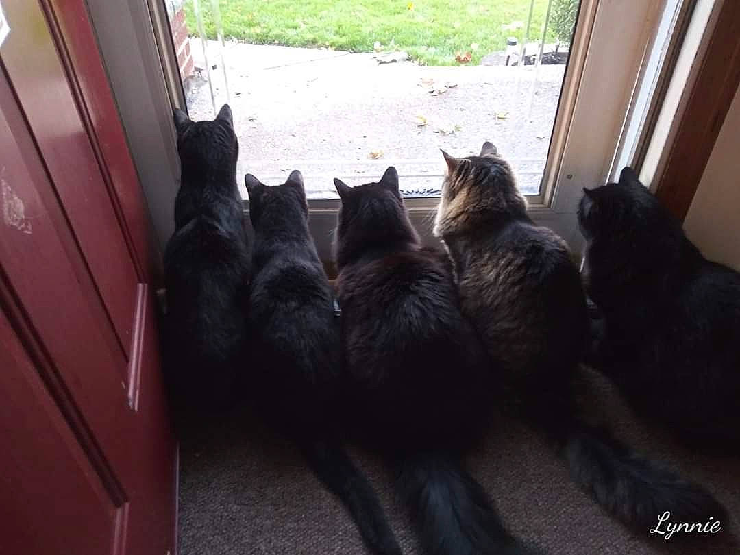 Marty is registered to the contest to win money with this photo: black_cat, bombay, carnivore, cat, claw, comfort, domestic_short_haired_cat, door, felidae, flooring, fur, plant, small_to_medium_sized_cats, snout, tail, terrestrial_animal, tints_and_shades, vertebrate, whiskers, wood