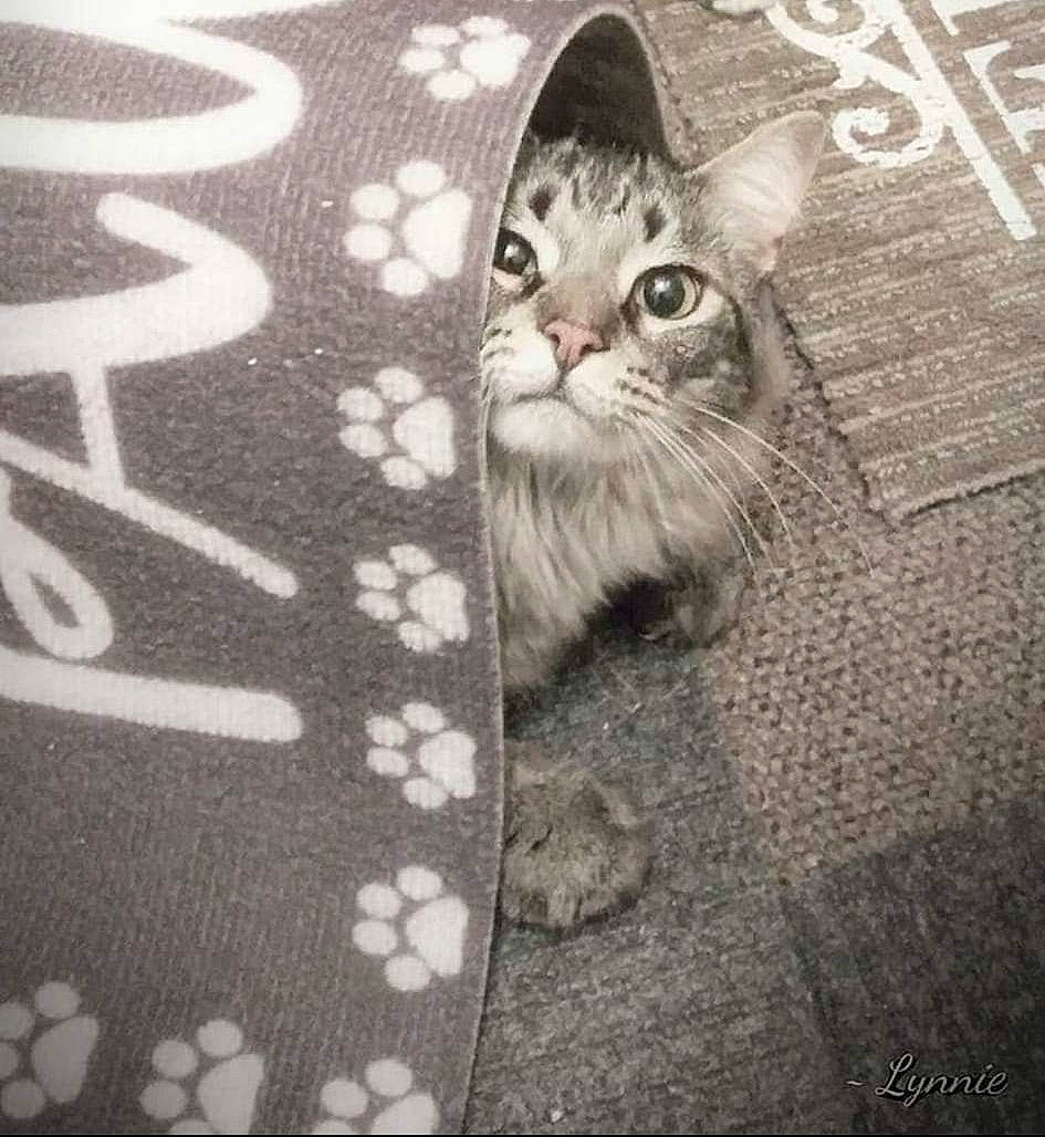 Mannix Roan joined the competition — help win amazing prizes! carnivore, cat, domestic_short_haired_cat, felidae, flooring, font, fur, grey, monochrome, monochrome_photography, pattern, paw, photo_caption, road_surface, small_to_medium_sized_cats, snout, square, tail, tints_and_shades, whiskers