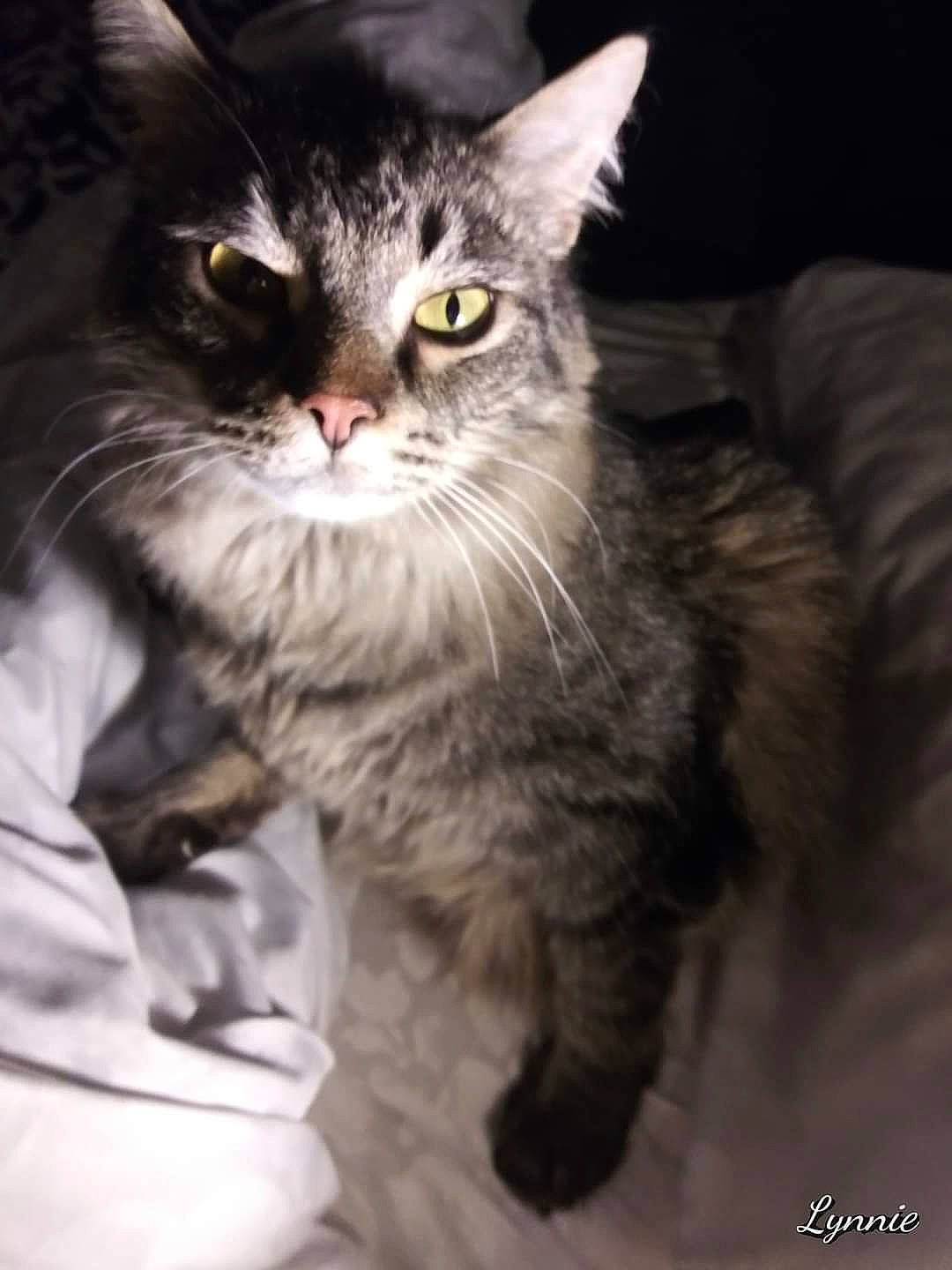 Mannix Roan joined the competition — help win amazing prizes! british_longhair, carnivore, cat, claw, comfort, darkness, domestic_short_haired_cat, felidae, fur, maine_coon, paw, sitting, small_to_medium_sized_cats, snout, whiskers