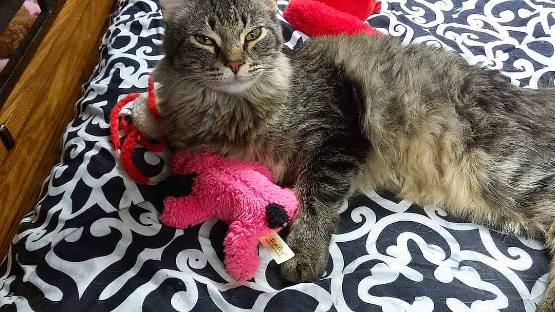 Mannix Roan is registered to the contest to win money with this photo: carnivore, cat, cat_toy, claw, comfort, domestic_short_haired_cat, fawn, felidae, fur, paw, small_to_medium_sized_cats, snout, tail, toy, whiskers