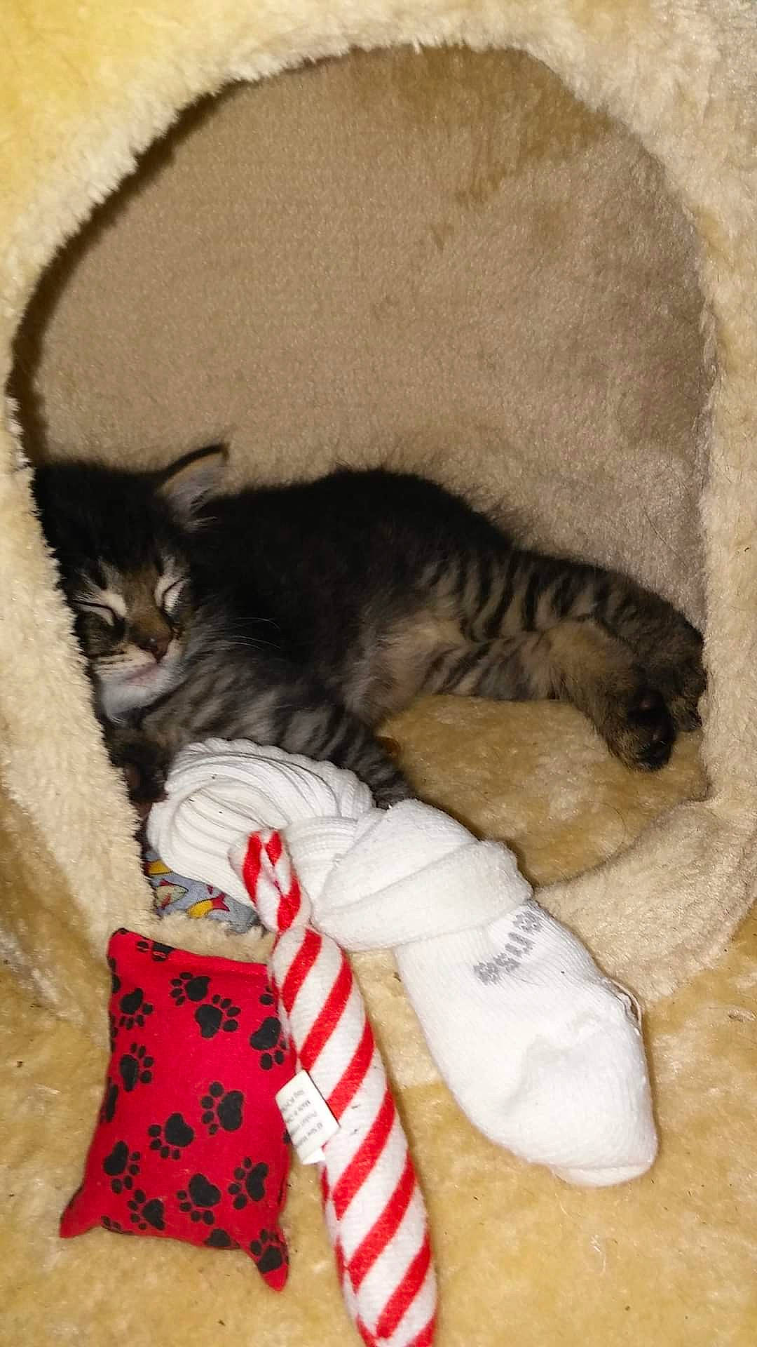 Mannix Roan is registered to the contest to win money with this photo: canidae, carmine, carnivore, cat, cat_bed, claw, comfort, domestic_short_haired_cat, fawn, felidae, fur, mammal, nap, pattern, paw, small_to_medium_sized_cats, tail, terrestrial_animal, vertebrate, whiskers