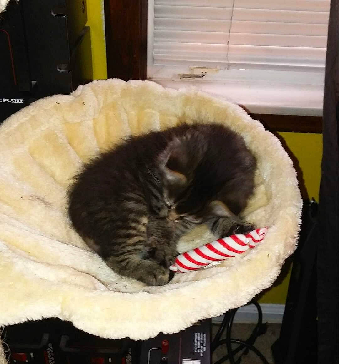 Mannix Roan is registered to the contest to win money with this photo: bag, basket, carnivore, cat, cat_bed, cat_supply, chair, claw, comfort, domestic_short_haired_cat, fang, felidae, fur, luggage_and_bags, nap, small_to_medium_sized_cats, snout, tail, terrestrial_animal, whiskers