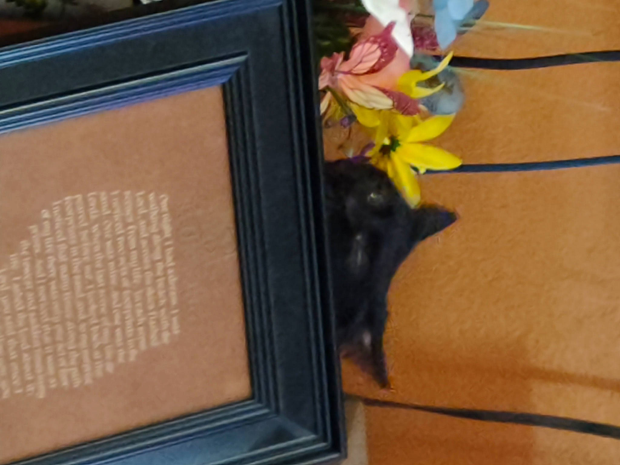 Mckenzie is registered to the contest to win money with this photo: carnivore, cat, display_device, felidae, flooring, flower, font, fur, hardwood, petal, picture_frame, plant, rectangle, room, small_to_medium_sized_cats, sporting_group, tail, tree, whiskers, wood