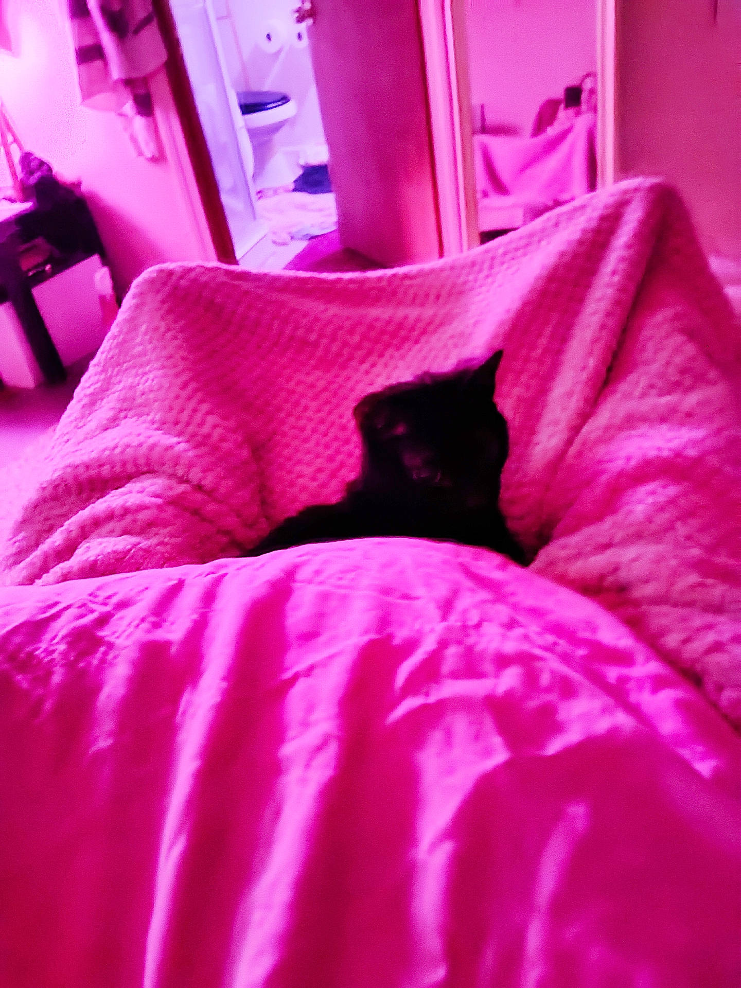 Mckenzie is registered to the contest to win money with this photo: bed, bed_frame, carnivore, cat, comfort, felidae, flooring, grey, linens, magenta, pattern, pillow, pink, purple, sleeve, small_to_medium_sized_cats, textile, throw_pillow, tints_and_shades, violet