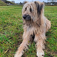 Arès participe au concours pour gagner de l'argent avec cette photo : dog, grass, outdoor, wet, shaggy, animal, nature, cloudy_sky, canine, fur, paws, muzzle, ears, field, tree, park, resting, looking_away, daytime, earth