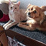 animal, canine, cat, companions, curious, cute, dog, domestic, ears, feline, friendship, fur, indoor, paws, pet, relaxed, resting, sunlight, table, whiskers