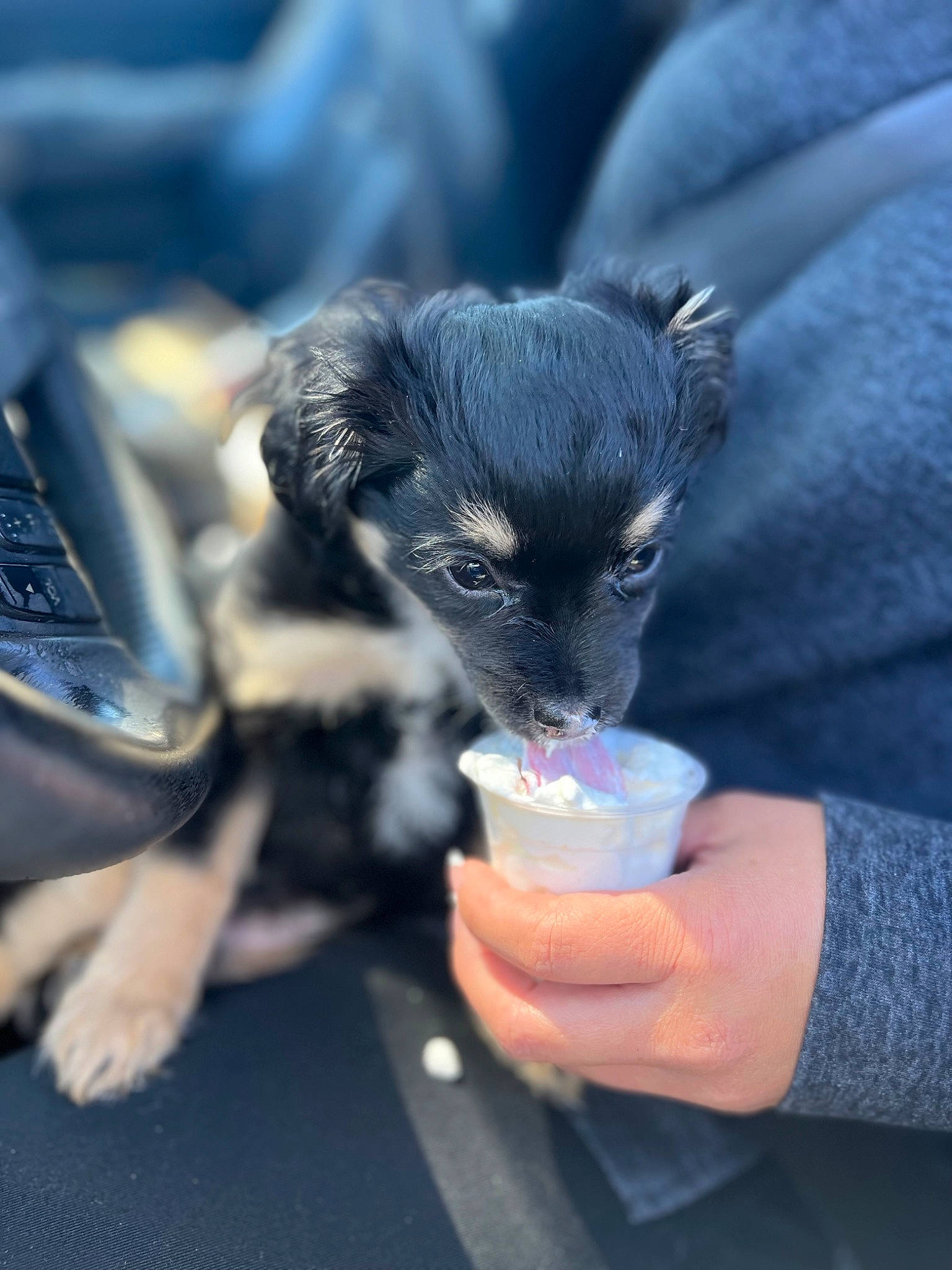 Raven is registered to the contest to win money with this photo: carnivore, communication_device, companion_dog, computer_keyboard, dog, dog_breed, drink, drinking, electric_blue, felidae, fur, hand, input_device, nail, paw, portable_communications_device, small_to_medium_sized_cats, space_bar, toy_dog, whiskers