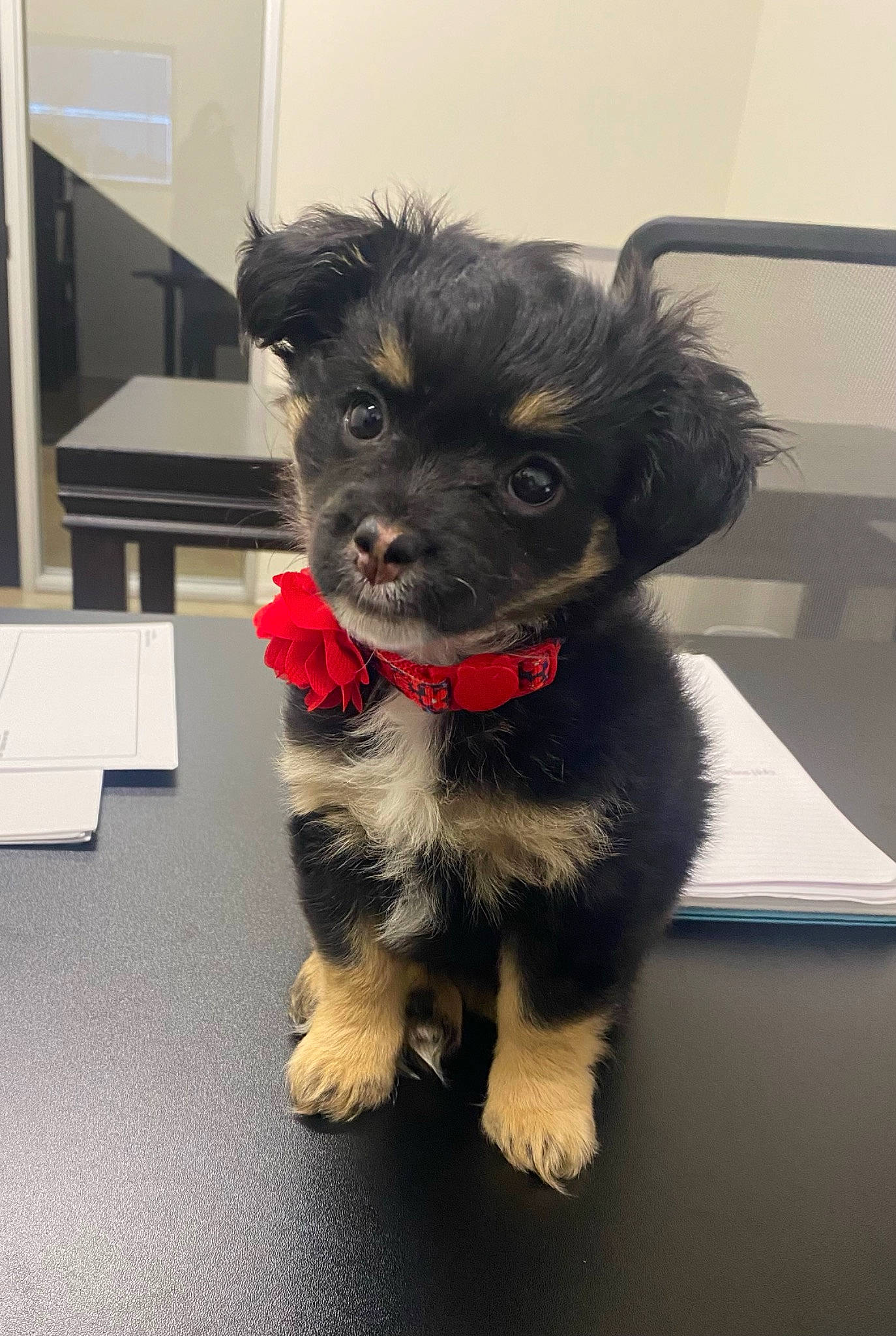 Raven is registered to the contest to win money with this photo: canidae, carnivore, collar, companion_dog, dog, dog_breed, dog_collar, dog_supply, fashion_accessory, fur, non_sporting_group, paw, small_terrier, snout, sporting_group, terrier, toy_dog, whiskers, working_animal, yorkipoo