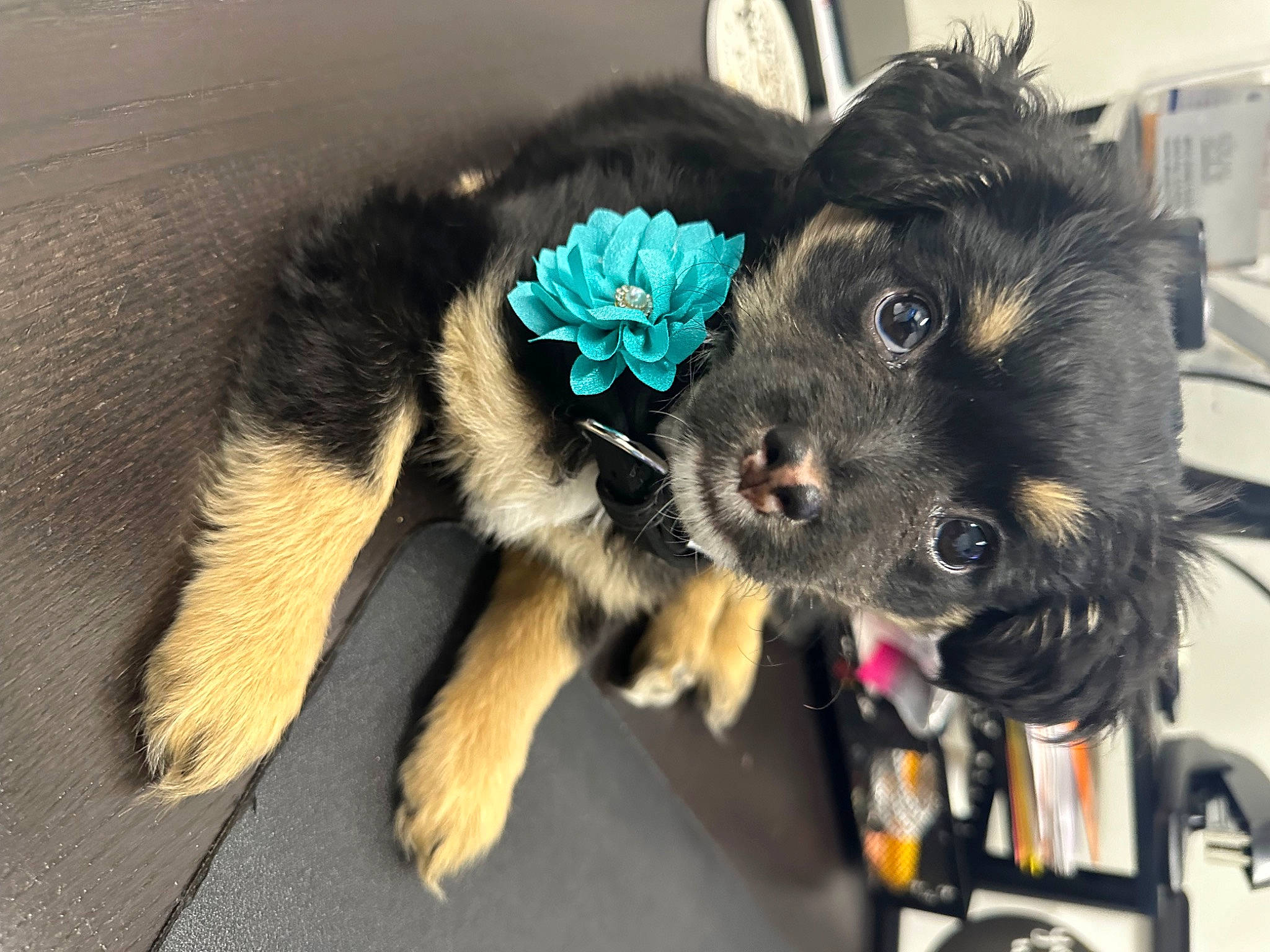 Raven is registered to the contest to win money with this photo: ball, carnivore, collar, companion_dog, dog, dog_breed, dog_clothes, dog_collar, dog_supply, electric_blue, fashion_accessory, fur, leash, paw, pet_supply, small_terrier, snout, sporting_group, toy, toy_dog