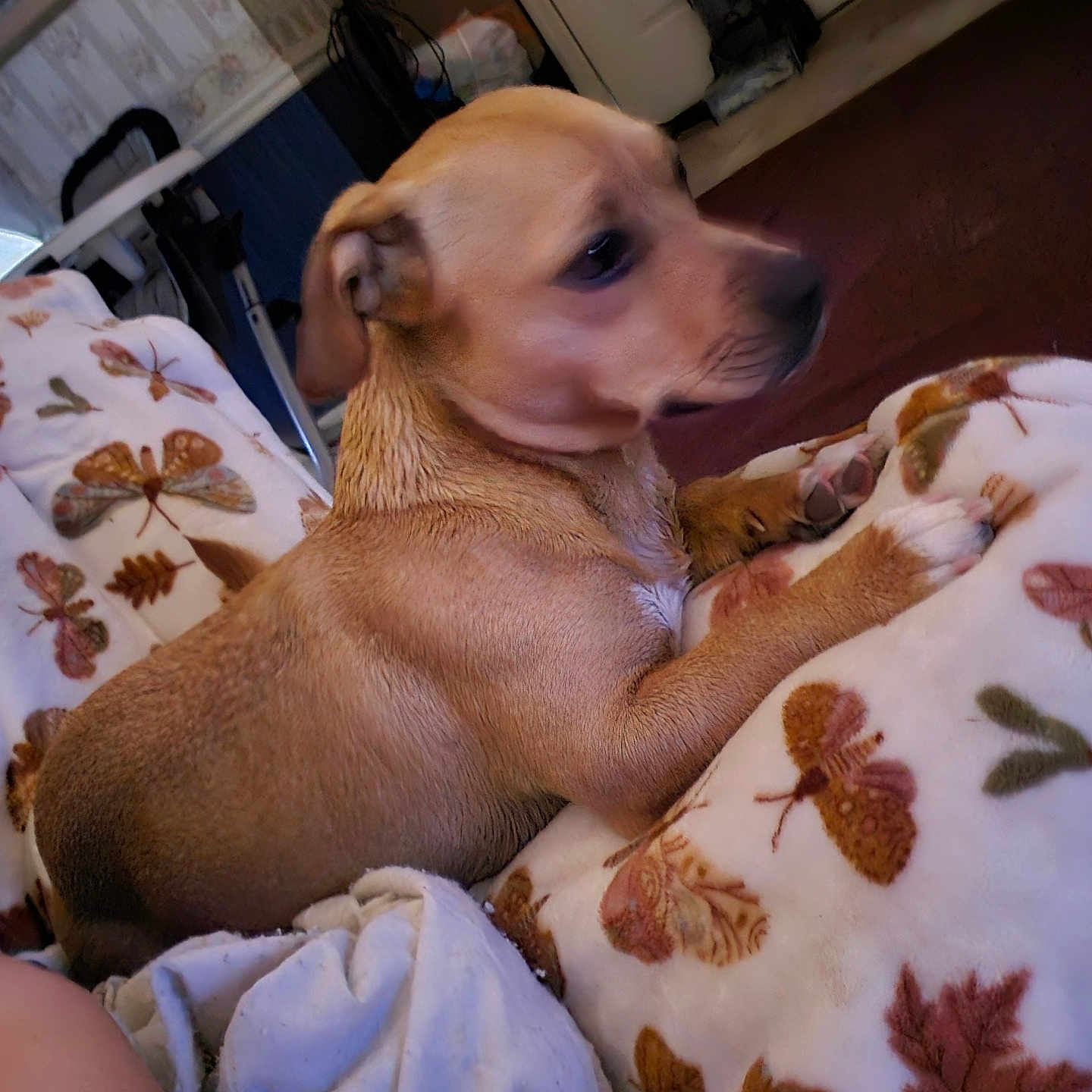 Bella is registered to the contest to win money with this photo: animal, bed, bee, blanket, canine, couch, cushion, dog, face, furniture, head, honeybee, hound, indoors, insect, invertebrate, labradorretriever, person, pet, puppy