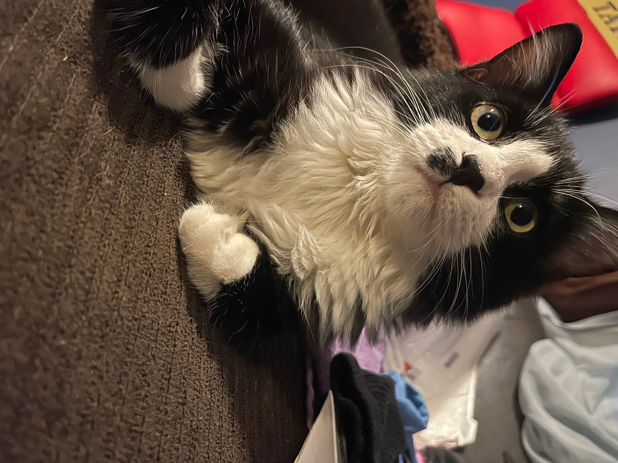 Kitler is registered to the contest to win money with this photo: carnivore, cat, claw, collar, domestic_short_haired_cat, eye, felidae, foot, fur, iris, paw, small_to_medium_sized_cats, snout, tail, whiskers