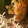 animal, brown_fur, calm, close_up, cozy, curly_fur, cute, decor, dog, fur, home, indoor, laying_down, night, pet, relaxed, soft_lighting, string_lights, warm_lighting, wooden_floor