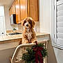 Canelo joined the competition — help win amazing prizes! animal, chair, cozy, curious, curly_fur, cute, decor, dog, furniture, holiday, home, indoor, kitchen, lighting, pet, red_bow, tile_countertop, window_shutters, wooden_cabinets, wreath