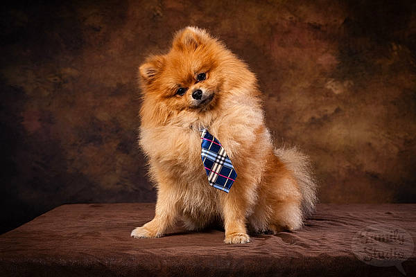 Oko a rejoint le concours — aidez-le/la à gagner de superbes lots ! canidae, carnivore, companion_dog, dog, dog_breed, fawn, german_spitz, german_spitz_klein, german_spitz_mittel, mammal, non_sporting_group, pomeranian, puppy, snout, spitz, sporting_group, toy_dog, vertebrate, volpino_italiano, whiskers