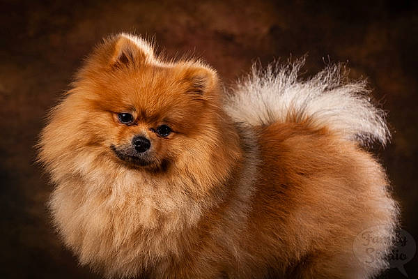 Oko a rejoint le concours — aidez-le/la à gagner de superbes lots ! ancient_dog_breeds, canidae, carnivore, companion_dog, dog, dog_breed, fur, german_spitz, german_spitz_klein, german_spitz_mittel, mammal, non_sporting_group, pomeranian, puppy, skin, snout, spitz, toy_dog, vertebrate, volpino_italiano