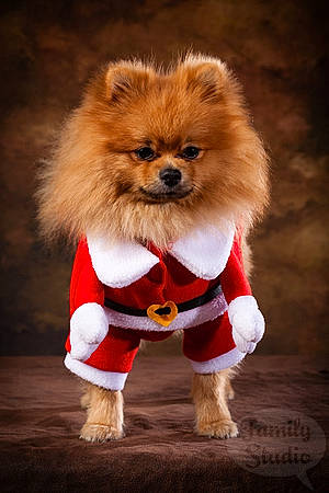 Oko participe au concours pour gagner de l'argent avec cette photo : ancient_dog_breeds, canidae, carnivore, companion_dog, dog, dog_breed, dog_clothes, german_spitz, german_spitz_klein, mammal, non_sporting_group, pomeranian, puppy, snout, spitz, sporting_group, toy_dog, vertebrate, volpino_italiano