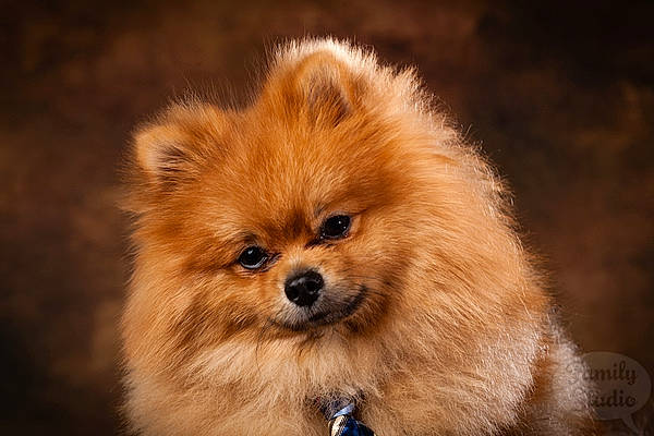 Oko a rejoint le concours — aidez-le/la à gagner de superbes lots ! canidae, carnivore, companion_dog, dog, dog_breed, fur, german_spitz, german_spitz_klein, german_spitz_mittel, mammal, non_sporting_group, pomeranian, puppy, skin, snout, spitz, toy_dog, vertebrate, volpino_italiano, whiskers