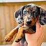 Arlo is registered to the contest to win money with this photo: puppy, dog, dachshund, heterochromia, blue_eye, brown_eye, pet, animal, cute, hands, holding, closeup, portrait, outdoor, fence, young, fur, ears, paw, snout