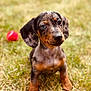 Arlo is registered to the contest to win money with this photo: puppy, dog, dachshund, grass, outdoor, animal, pet, cute, playful, red_ball, fur, ears, eyes, portrait, young, sitting, nature, canine, adorable, sunlight