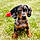 Arlo
