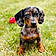 Arlo