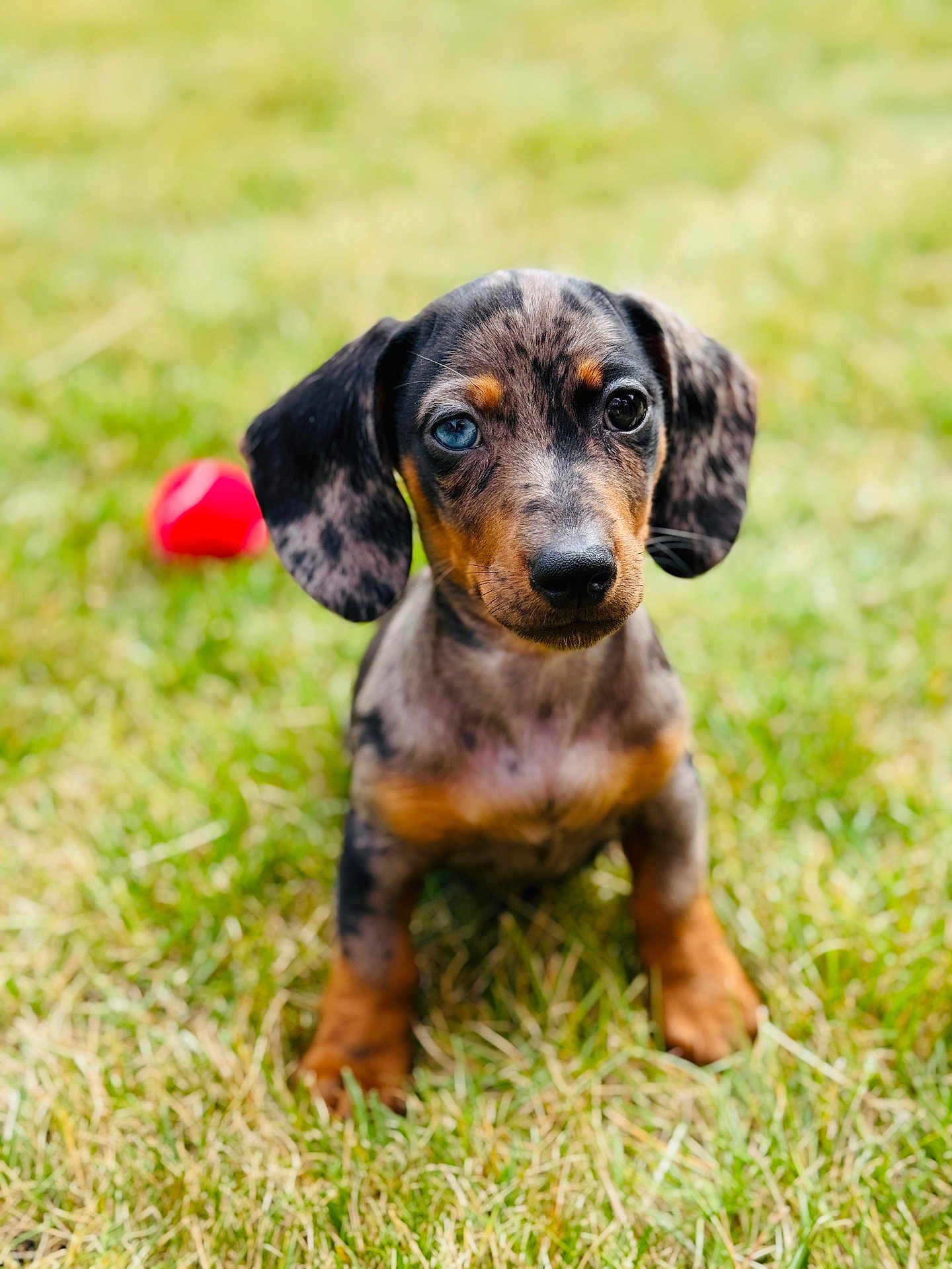 Arlo is registered to the contest to win money with this photo: puppy, dog, dachshund, merle, blue_eye, grass, outdoor, pet, animal, cute, young, sitting, playful, red_ball, background_blur, fur, ears, nose, portrait, nature
