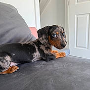 Arlo joined the competition — help win amazing prizes! dog, puppy, dachshund, dappled, couch, indoor, pet, animal, canine, fur, eyes, looking_back, resting, domestic, young, snout, ears, floor, door, home