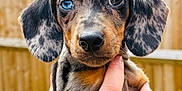 Arlo is registered to the contest to win money with this photo: puppy, dog, dachshund, dapple, blue_eye, brown_eye, pet, animal, close_up, portrait, outdoor, hands, cute, fur, ears, snout, young, domestic_animal, friendly, background_blur