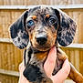 puppy, dog, dachshund, dapple, blue_eye, brown_eye, pet, animal, close_up, portrait, outdoor, hands, cute, fur, ears, snout, young, domestic_animal, friendly, background_blur