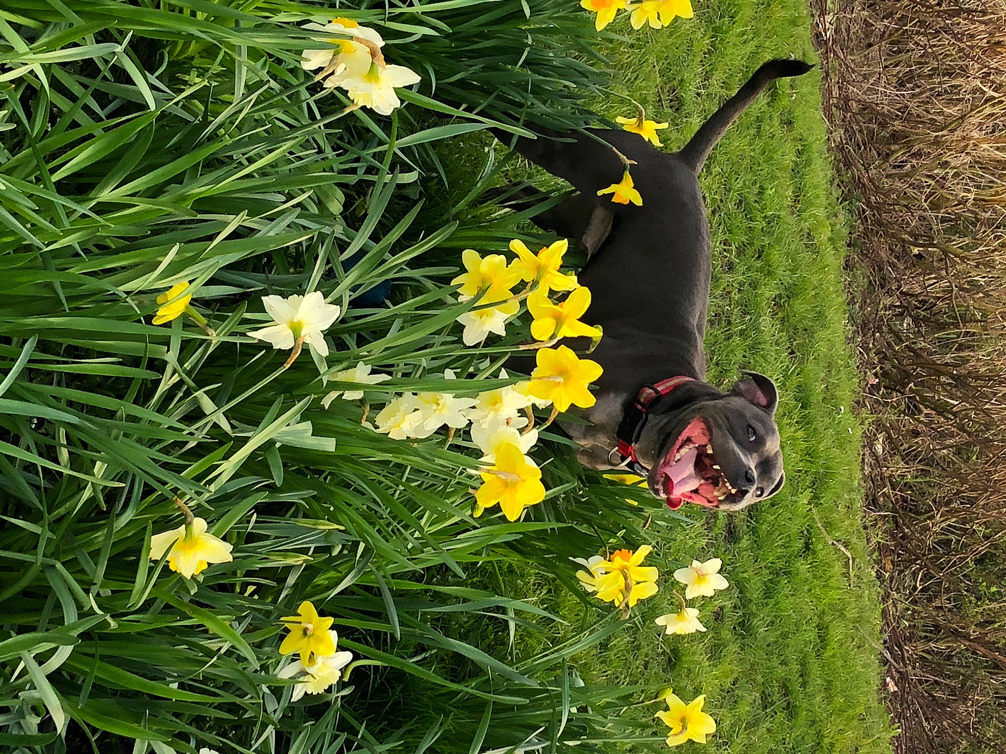 Bonzo joined the competition — help win amazing prizes! amaryllis_family, canidae, daylily, flower, flowering_plant, grass, herbaceous_plant, meadow, narcissus, plant, spring, wildflower, yellow