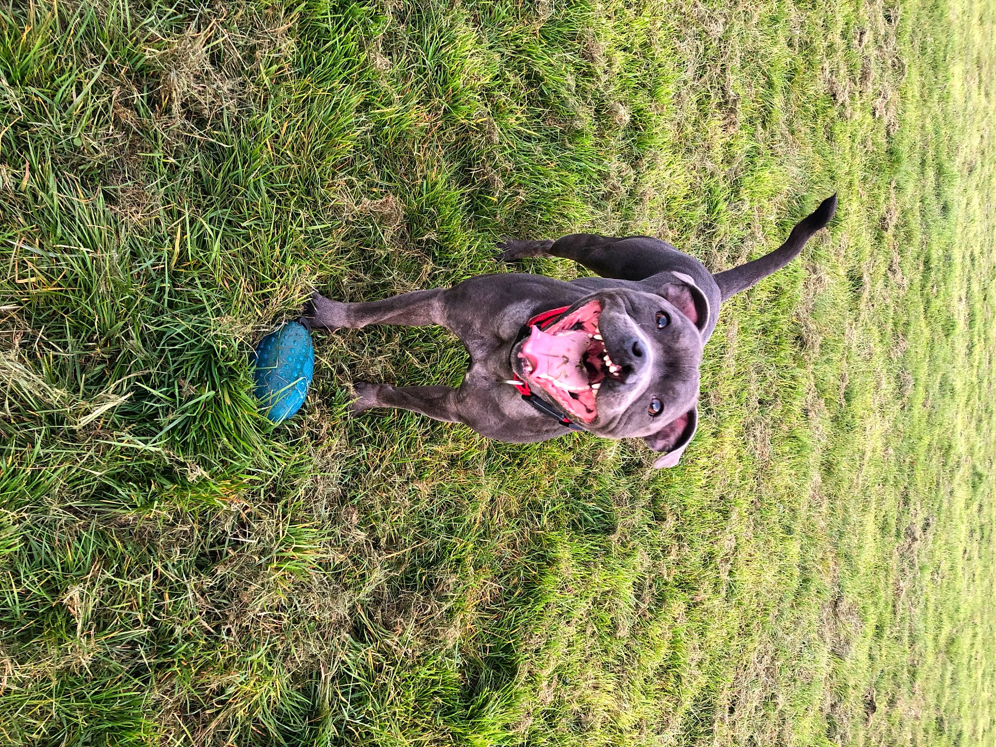 Bonzo is registered to the contest to win money with this photo: canidae, carnivore, dog, dog_breed, german_shorthaired_pointer, grass, hunting_dog, pointer, pointing_breed, sporting_group, weimaraner