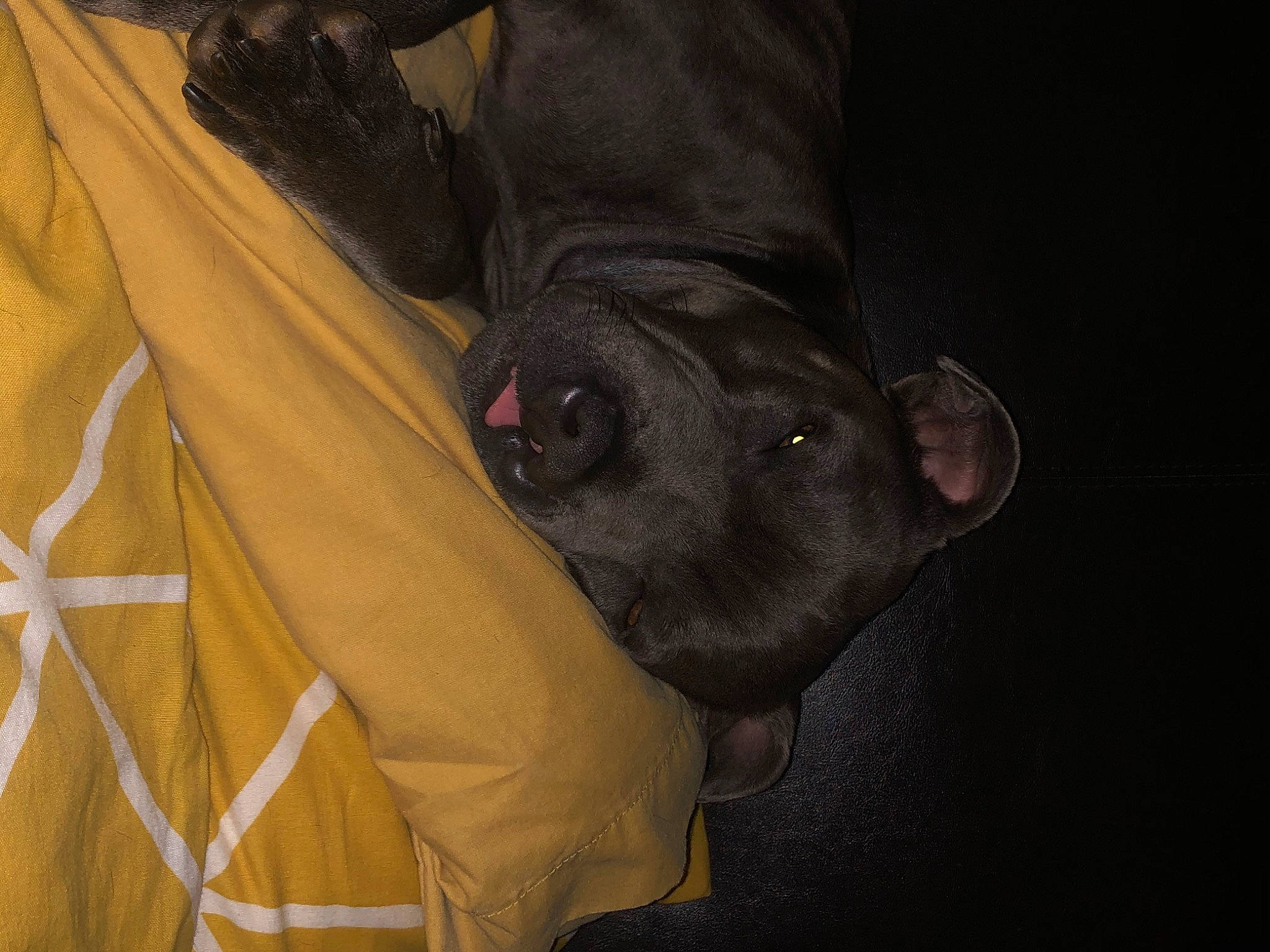 Bonzo is registered to the contest to win money with this photo: bandog, canidae, carnivore, dog, dog_breed, fawn, guard_dog, non_sporting_group, snout, sporting_group