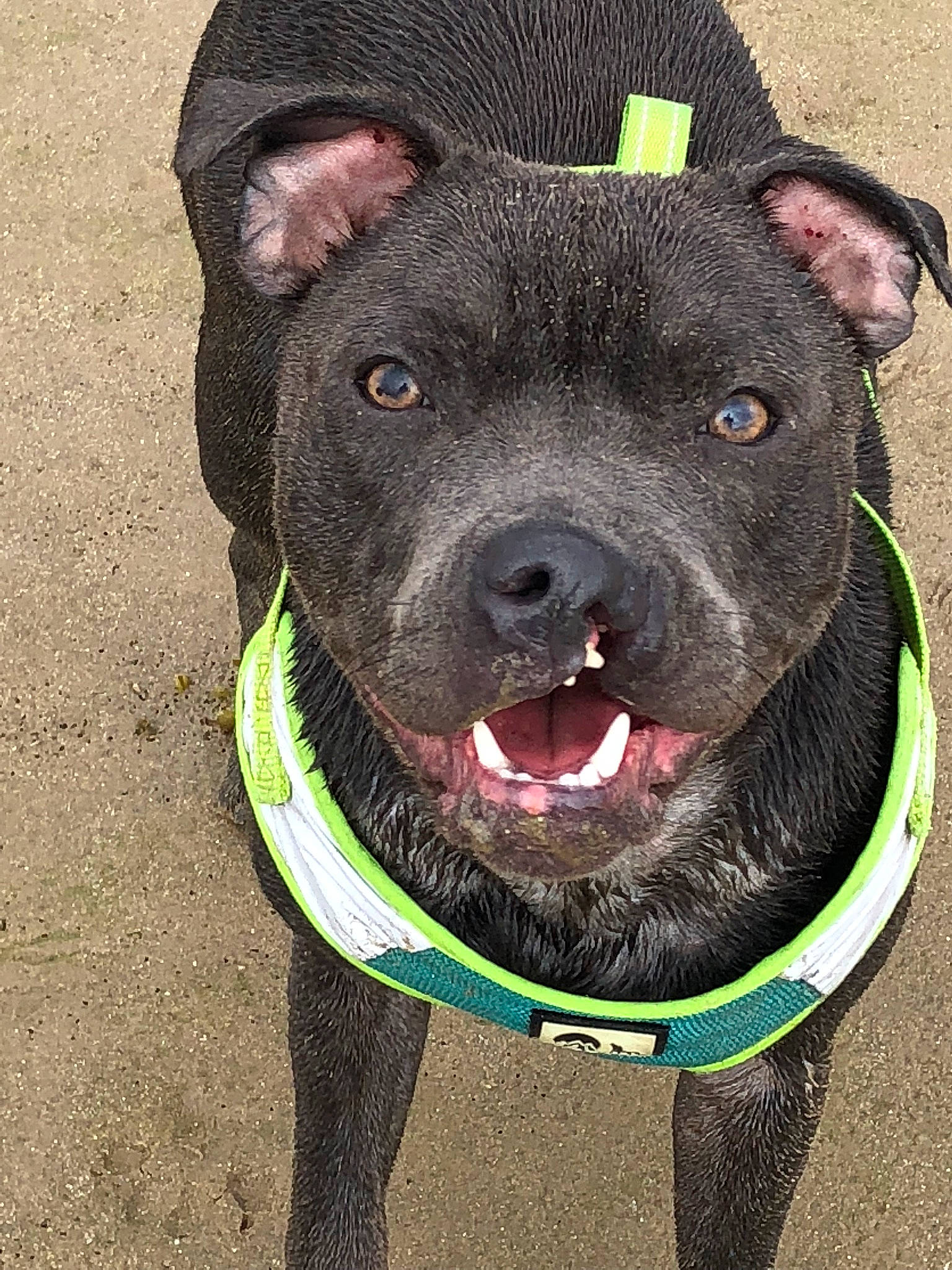 Bonzo joined the competition — help win amazing prizes! american_pit_bull_terrier, american_staffordshire_terrier, bandog, canidae, carnivore, collar, dog, dog_breed, dog_collar, dog_walking, mammal, non_sporting_group, old_english_terrier, pit_bull, rare_breed_dog, snout, sporting_group, staffordshire_bull_terrier, terrier, vertebrate