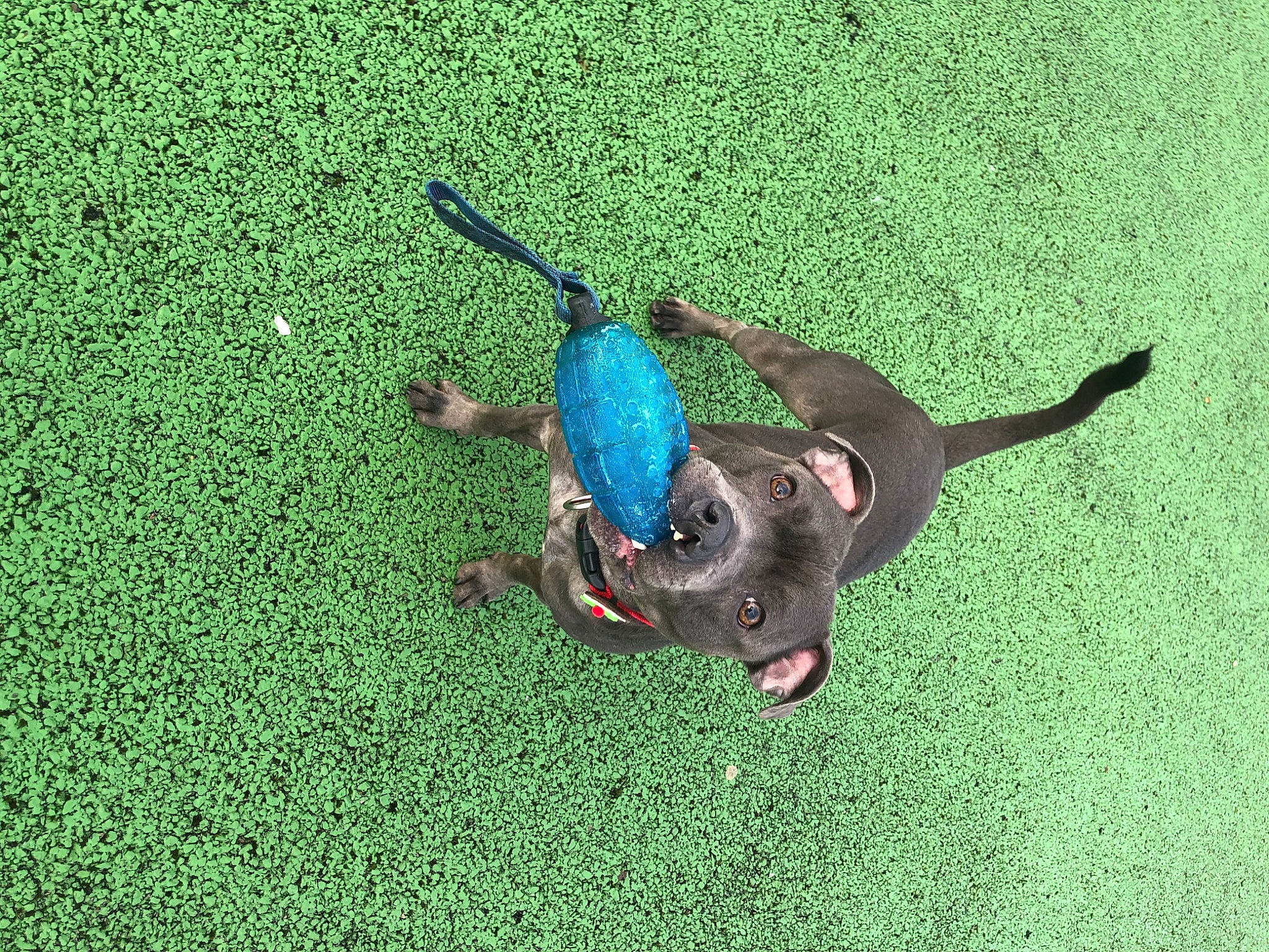 Bonzo is registered to the contest to win money with this photo: canidae, carnivore, dog_breed, fawn, grass, sporting_group, tail