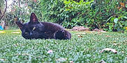 Nyx participe au concours pour gagner de l'argent avec cette photo : animal, backyard, black_cat, cat, daytime, ears, eyes, feline, flora, garden, grass, greenery, leaves, lying_down, nature, outdoor, pet, plants, relaxed, resting