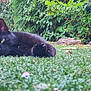 animal, backyard, black_cat, cat, daytime, ears, eyes, feline, flora, garden, grass, greenery, leaves, lying_down, nature, outdoor, pet, plants, relaxed, resting