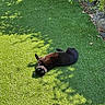 black_cat, cat, green_eyes, grass, lawn, outdoor, sunlight, shadow, plant, relaxed, pet, animal, nature, playful, feline, summer, resting, greenery, daylight, flora